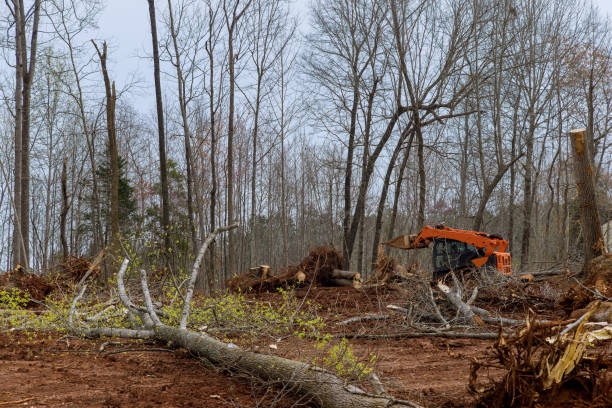 Best Leaf Removal  in Camden, AL