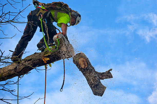 Best Emergency Tree Removal  in Camden, AL